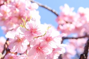 MOAイメージ　桜