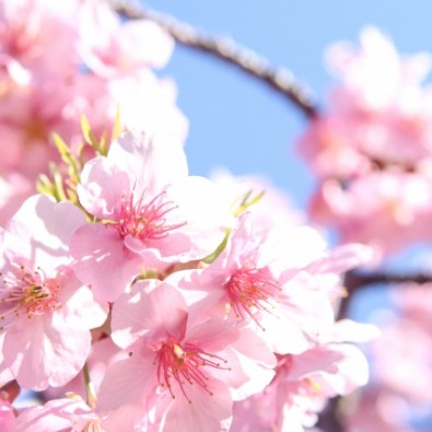 <全国旅行支援対象ツアー＞桜×海×建築美　絶景を楽しむ美術旅！解説付き『ＭＯＡ美術館』メインイメージ