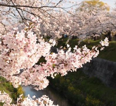 <全国旅行支援対象ツアー＞桜！桜！桜！これでもか！の桜三昧　名古屋七大桜巡りメインイメージ