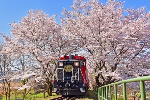 春桜_11