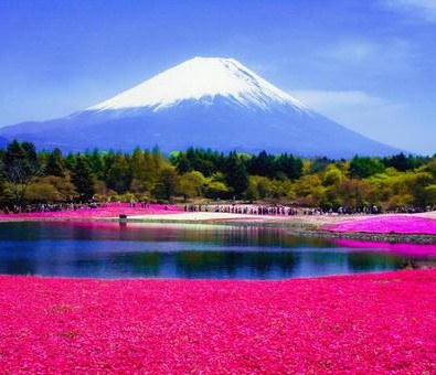 春のお花めぐり～富士山と芝桜のコラボレーションの絶景！「富士芝桜まつり」～メインイメージ