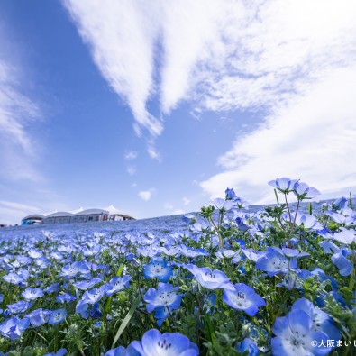 春のお花巡り～ブルーの絨毯ネモフィラ「大阪まいしまシーサイドパーク」～メインイメージ