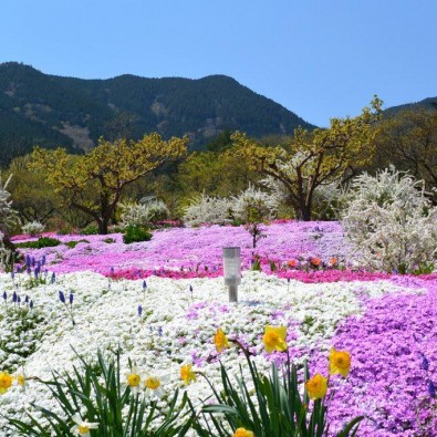 日本一の桃源郷「花桃の里」とピンク・白・紫の一面に広がる花の絨毯「恵那の芝桜」メインイメージ