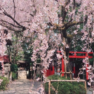 桜・桜・桜～京都の穴場スポットを廻る桜の旅～メインイメージ