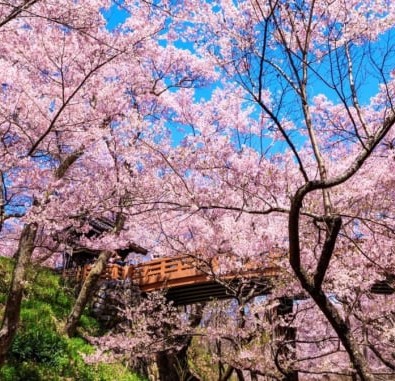 春を彩る旅～「天下第一の桜」と称される「高遠桜」高遠城址公園と日本随一の梅林「信州伊那梅苑」メインイメージ