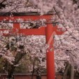 takenakainarijinja-sakura