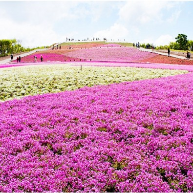 標高１３５８メートルから広がる色鮮やかな芝桜の絨毯！「天空の花回廊　茶臼山高原芝桜の丘」メインイメージ