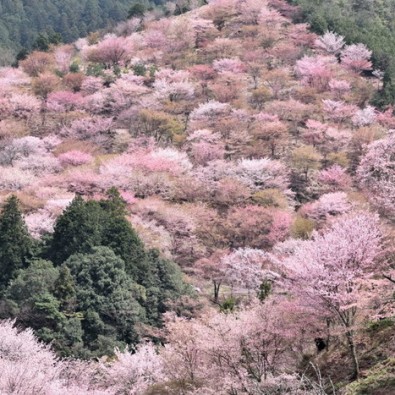 １度は見たい！山全体がピンク色に染まる「吉野山」～３万本の桜が織りなす絶景～メインイメージ