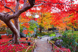 京都のおすすめ紅葉スポット巡り～嵯峨野の隠れた名所や通常非公開の特別拝観寺院メインイメージ