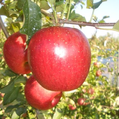 【名古屋発】りんごの秋がやってきた～♫りんご狩り食べ放題と訳ありりんご約３キロ詰め放題！！メインイメージ