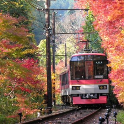 もみじのトンネルを列車でくぐろう！！叡山電車「きらら」＆「ひえい」に乗車！！メインイメージ